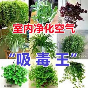 吊兰室内植物水培植物室内好养绿萝箩油画婚礼垂吊吸甲醛四季 绿植