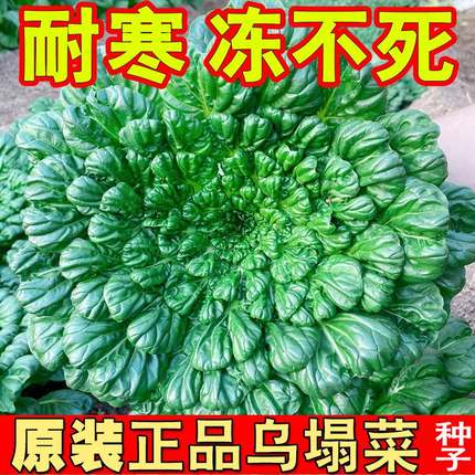 乌塌菜种孑特耐寒越冬蔬菜小八叶塌菜种籽秋冬菊花菜种子