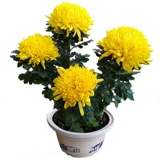 Хризантемевая горшка с горшками с бухами и холодными, устойчивыми к сентябрьским хризантемм цветут цветущие цветы цветы