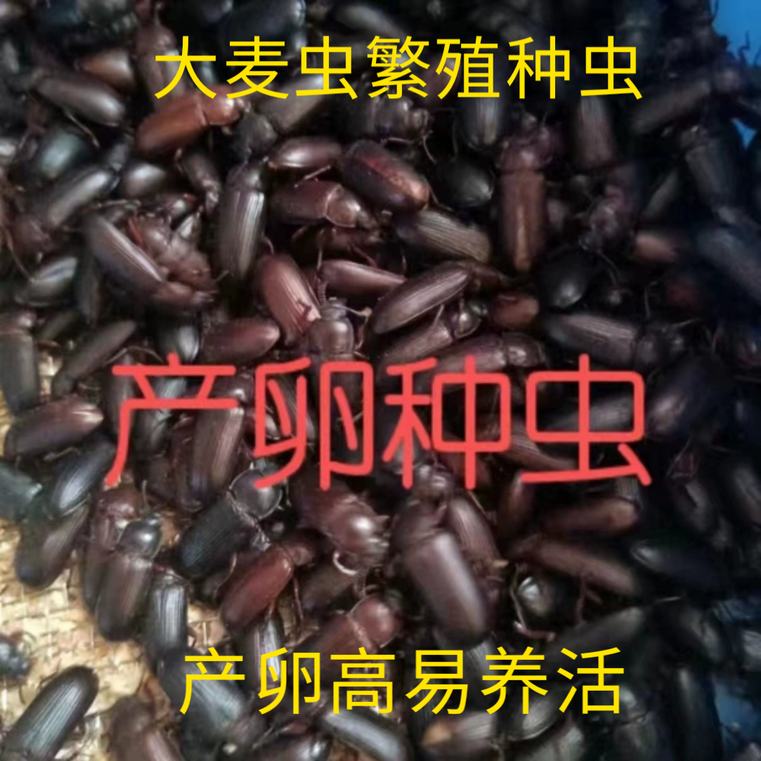 蛋白虫大麦虫卵种虫成虫甲壳虫活虫产卵虫可繁殖虫种虫蛹面包虫