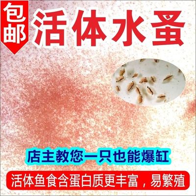 水蚤活体鱼虫鱼食幼苗鱼苗开口料红虫线虫草履虫水蛛实验学蹦蹦虫