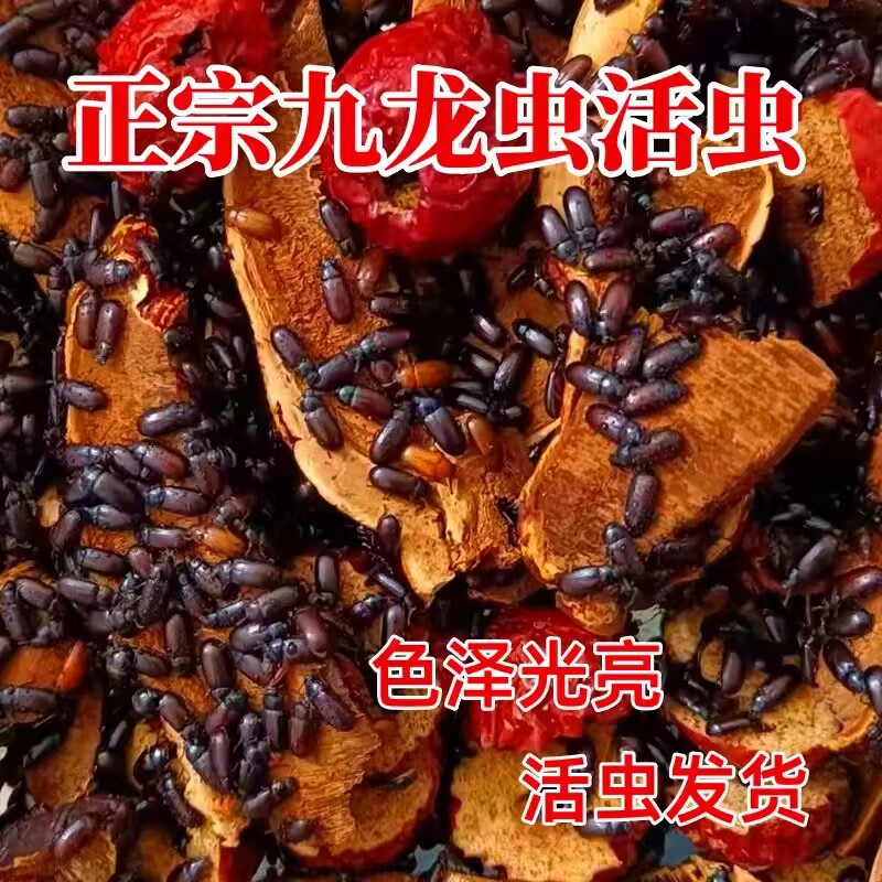 九龙虫成虫宠物虫长命虫入药食材繁殖洋虫长寿虫药用虫甲壳成虫活