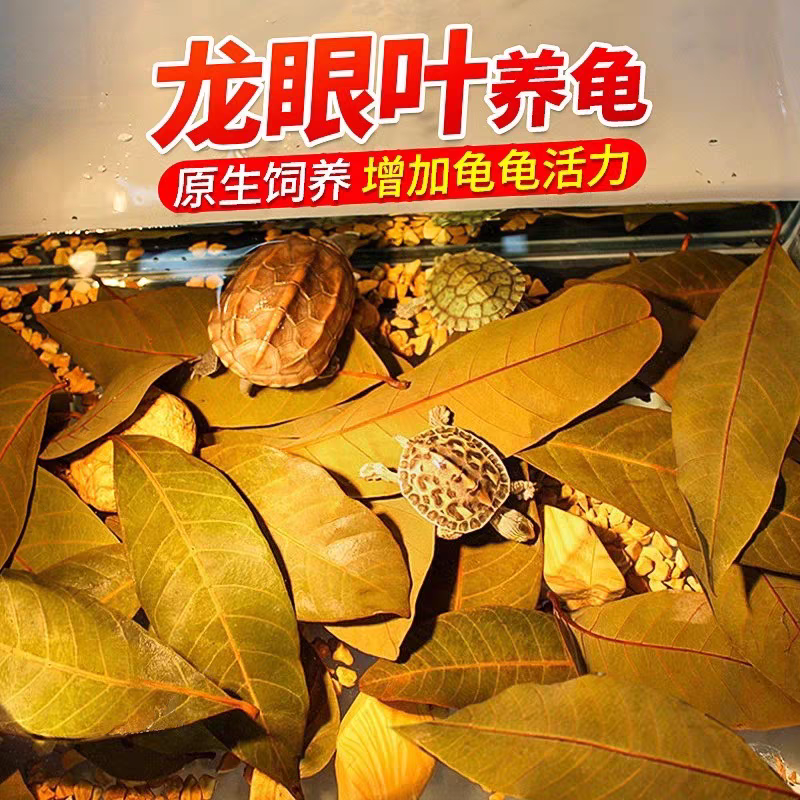 乌龟龙眼叶腐皮烂甲躲避龟用养龟叶子龟缸周转箱改善水质造景榄仁