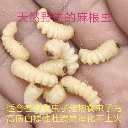 麻根虫野生麻天牛肿腿蜂鸟用鸟虫子提性壮膘高蛋白独立包装葛根虫