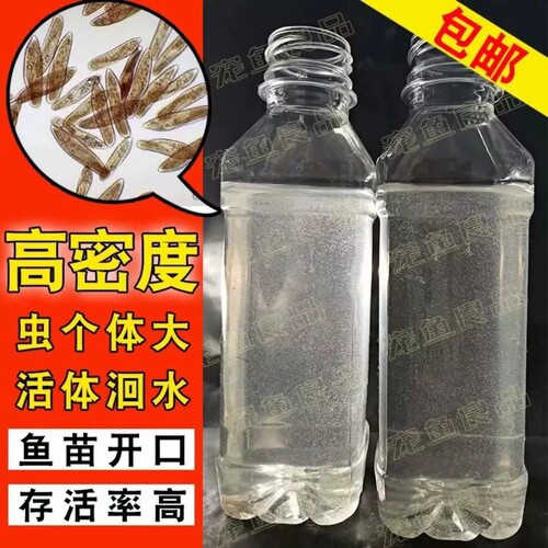 洄水鱼苗开口饲料活体大草履虫实验观察高纯度高密度洄水可繁殖