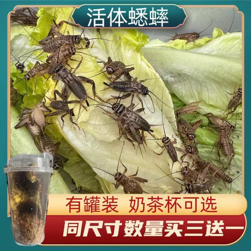蟋蟀蛐蛐白蟋蟀白蛐蛐针头油葫芦活体饲料活物鱼鸟蜘蛛角蛙粮活虫