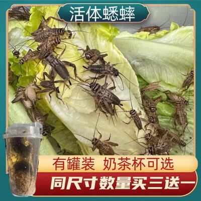 蟋蟀蛐蛐白蟋蟀白蛐蛐针头油葫芦活体饲料活物鱼鸟蜘蛛角蛙粮活虫