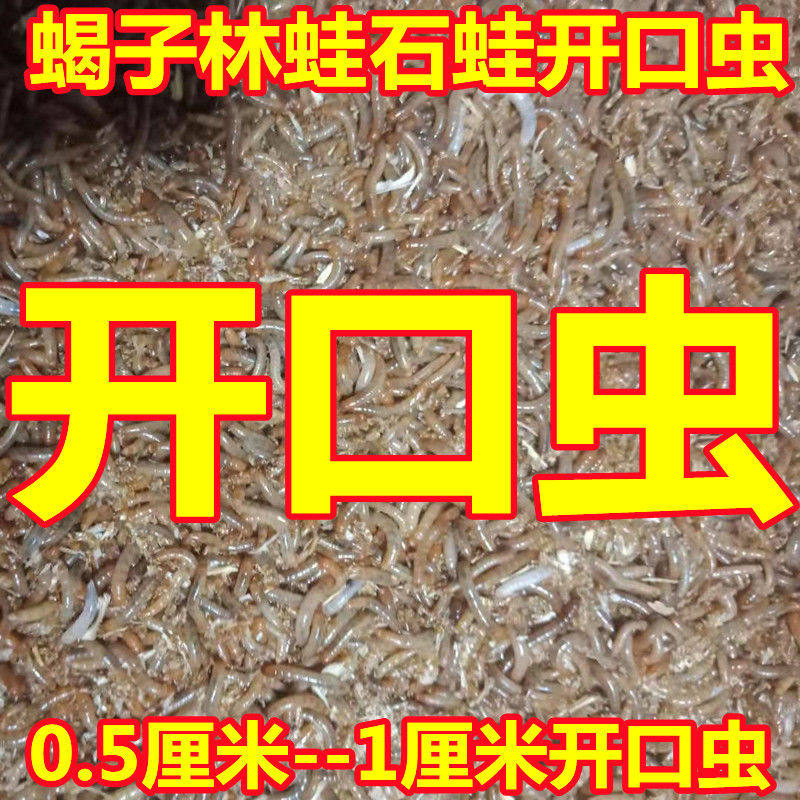 小面包小黄粉大麦虫活体小幼虫饲料蝎子蜘蛛石蛙开口虫小幼虫鸟食