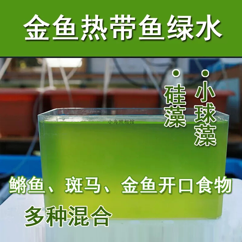 淡水小球藻藻种养龟绿水蛋白核小球藻培养基调水质肥水族鱼虾增氧