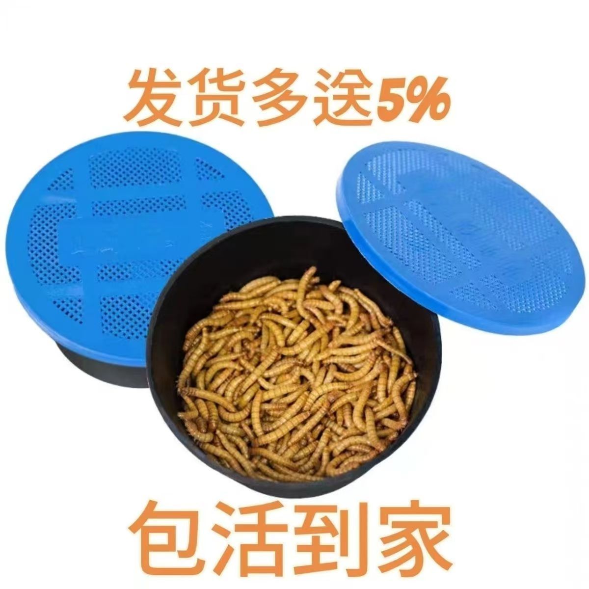 面包虫活体黄粉虫活虫乌龟仓鼠粮食蜘蛛蝎子蛙八哥鸟食物活物饲料