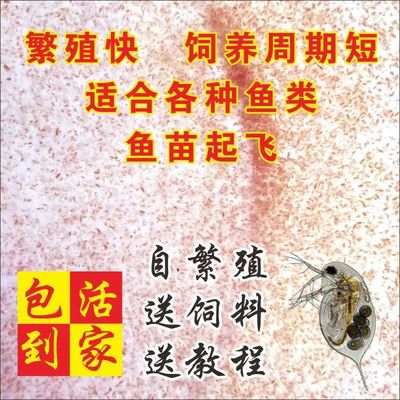 水蚤活体蹦虫儿可繁殖实验鱼虫幼鱼开口料红虫线虫血虫水蛛草履虫