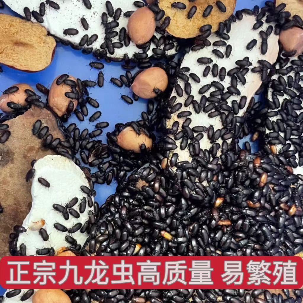 九龙虫成虫宠物虫长命虫入药食材繁殖洋虫长寿虫药用虫甲壳成虫活