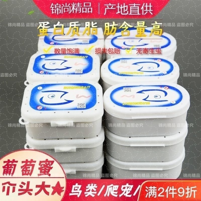玉米虫活体大蜡螟葡萄蜜虫绣眼画眉鸟食宠物仓鼠饲料钓鱼活虫鸟粮