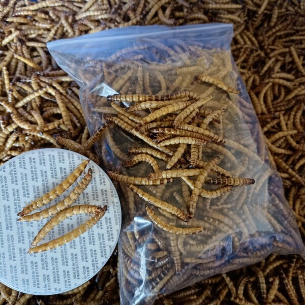 大麦虫干蛋白虫干龙鱼饲料大面包虫干仓鼠龟罗汉血鹦鹉地图鱼粮食