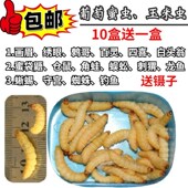 葡萄蜜虫玉米虫活体爬宠仓鼠零食大蜡螟活虫鱼饵画眉鸟食宠物饲料