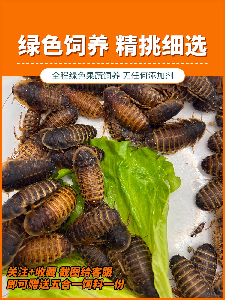 杜比亚蟑螂活虫繁殖组幼体蜥蜴角蛙守宫乌龟龙鱼活体饵饲料超樱桃