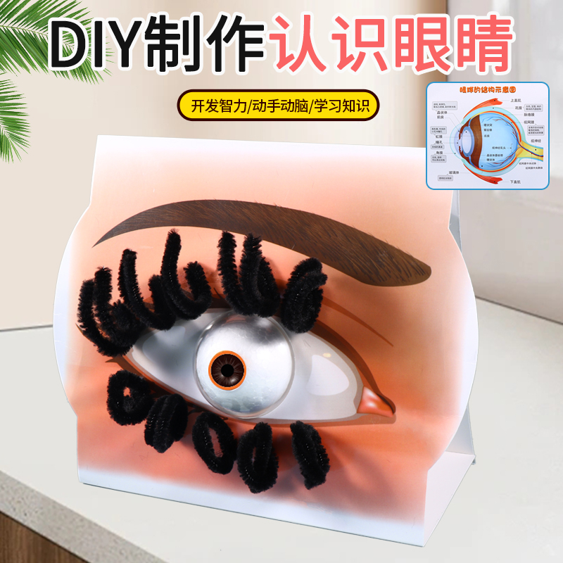 科学实验小制作认识眼睛模型拼装DIY手工教材料幼儿园小学生教具