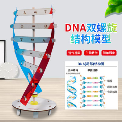 DNA双螺旋结构模型儿童手工DIY人体遗传基因小学生物科学实验玩具