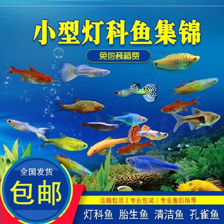 热带鱼淡水鱼观赏鱼易活混养淡水孔雀鱼欣赏小鱼剑鱼可混养热带|ruв категории животное/Животное питание и принадлежностей, аквариум мира, рыба - от Buy2taobao.com для оказания профессиональной услуги покупки агента Taobao