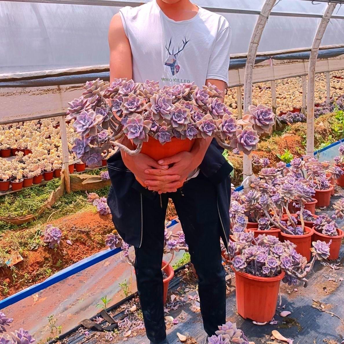 多肉植物老桩紫乐新手好养室内阳台盆栽糖心紫乐整桩超大