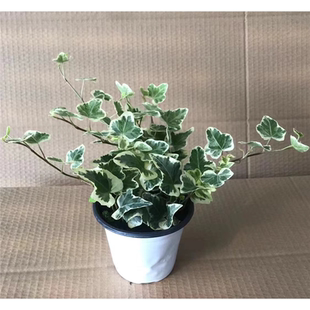 雪莹常春藤盆栽 日本引进 室内外阳台庭院 吊篮绿植 锦化易养观叶