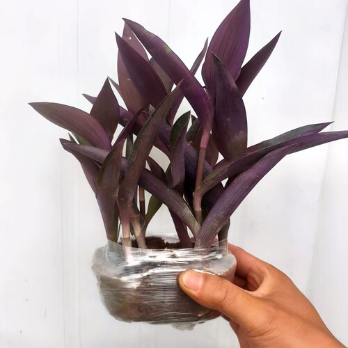 室外内花卉绿植盆栽紫色吊