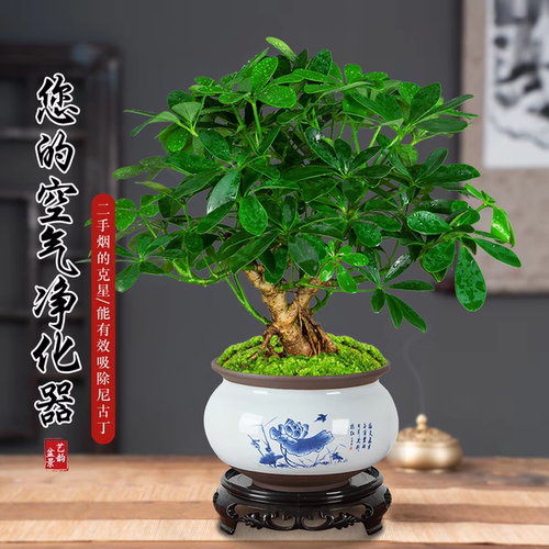 七叶莲盆栽办公室内植物八