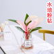水培植物粉公主蔓绿绒盆栽室内桌面花卉客厅水养观叶绿植四季 好养