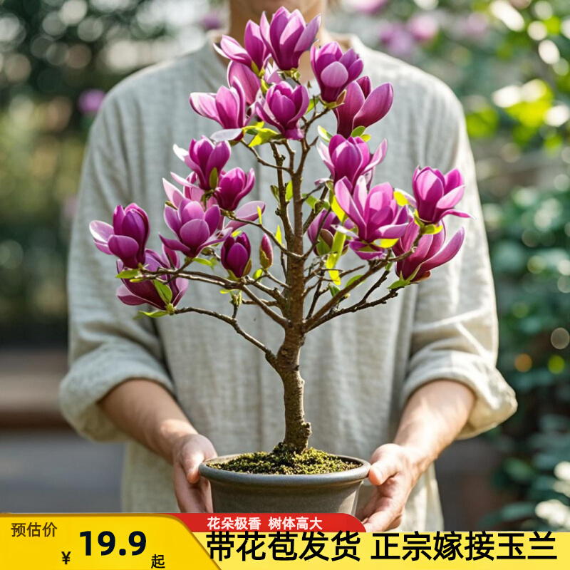 玉兰花树苗矮化盆栽大庭院