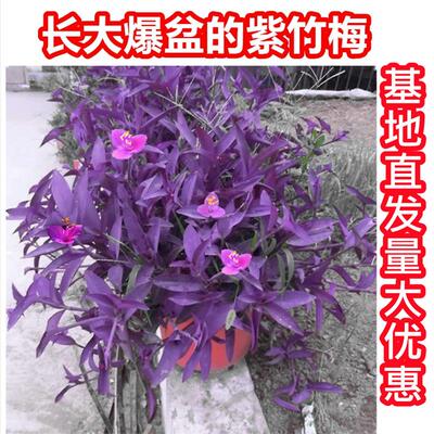 室外内花卉绿植盆栽紫色吊