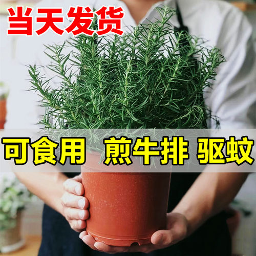 迷迭香苗盆栽可食用驱蚊植物