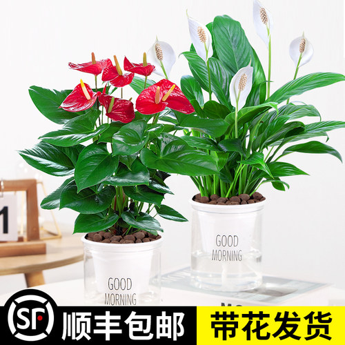 水培水养客厅红掌盆栽绿植