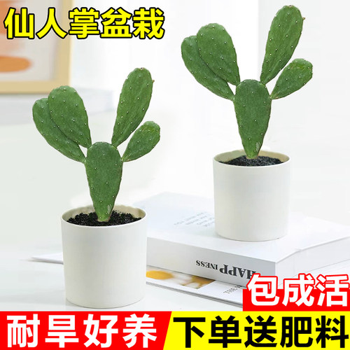 仙人掌盆栽办公室桌面摆件