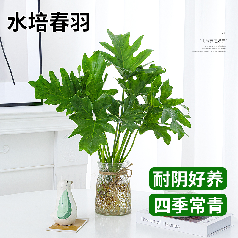 春羽水培植物盆栽室内客厅