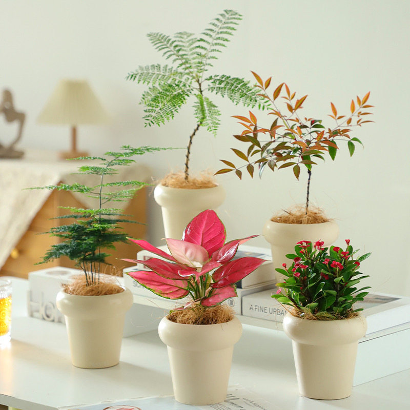 创意组合盆栽花卉植物室内文竹芦荟发财树趣办公室绿植好养活四季,鲜花速递/花卉仿真/绿植园艺,绿植,淘宝优惠券,粉丝福利购,淘宝优惠卷