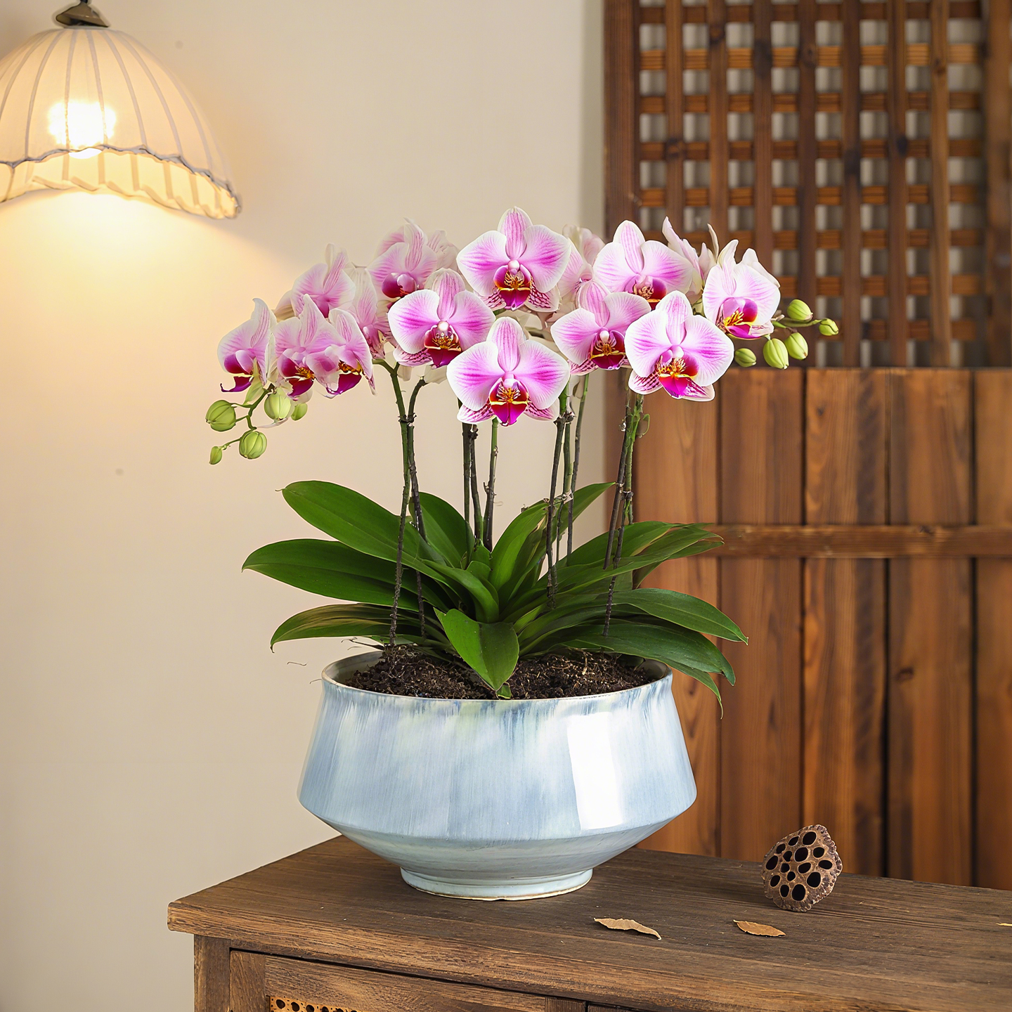 北欧风陶瓷花盆大口径家用渐变轻奢高级蝴蝶兰三角梅兰花绿植盆栽