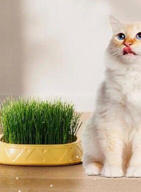 Cat Grass Tray Household Cat Grass Box Pineapple Design
