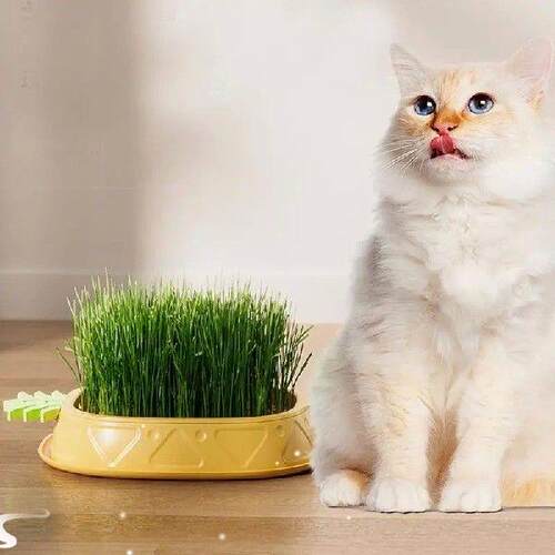 Cat Grass Tray Household Cat Grass Box Pineapple Design