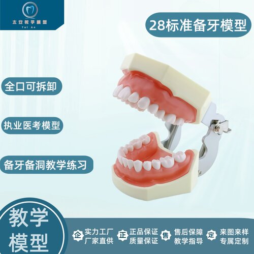 全口可拔练习牙科模型备牙模型
