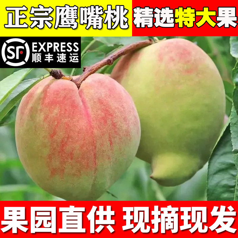现货速发特大果鹰嘴桃纯甜水蜜桃