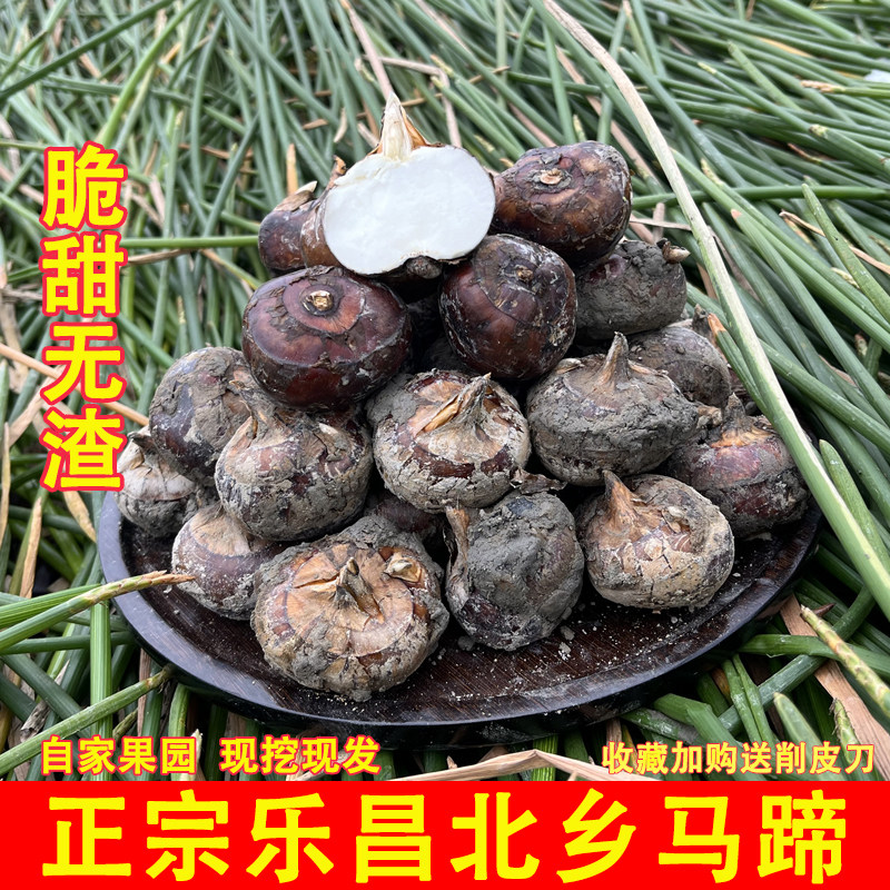 广东正宗乐昌北乡马蹄荸荠新鲜现挖水果大果生吃蔬菜地梨即食脆甜,水产肉类/新鲜蔬果/熟食,荸荠/马蹄,淘宝优惠券,粉丝福利购,淘宝优惠卷