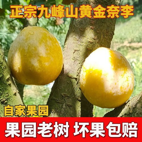 顺丰包邮正宗九峰山黄金奈李大果