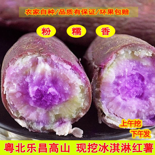 正宗广东一点红冰淇淋红薯农家自种板栗地瓜超粉蕃薯花心薯紫薯