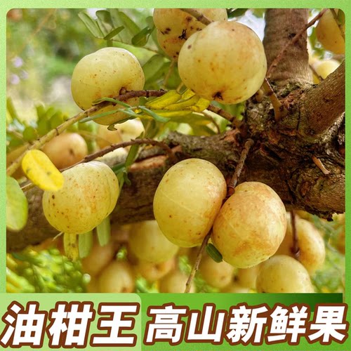 油柑王潮汕柿饼甜油甘果新鲜余甘子牛甘果丙甜种油柑孕妇解腻水果