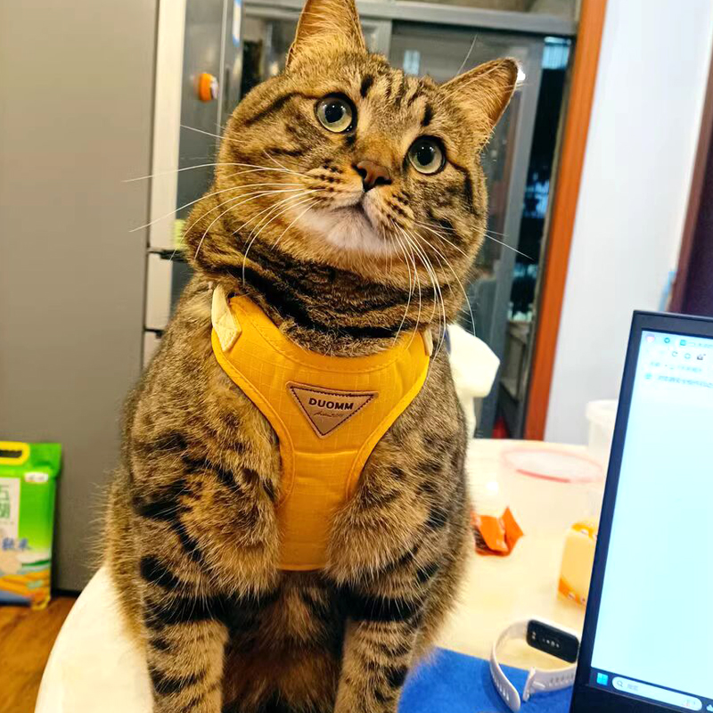 猫咪牵引绳马卡龙色工字型背带