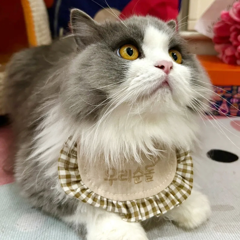 猫咪小口水巾围脖围兜高颜值外出户外小配饰金渐层银渐层可爱装扮