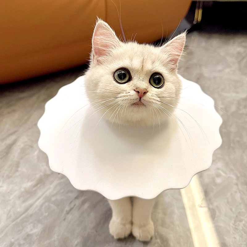 猫伊丽莎白圈猫咪不影响可吃饭头套猫头套幼猫小猫猫用软绝育项圈