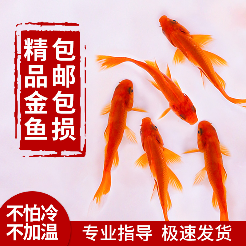 金鱼活鱼观赏鱼冷水可养淡水