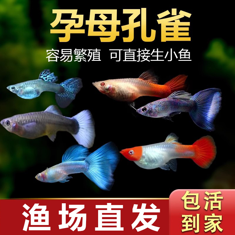 孔雀鱼母鱼容易繁殖直接生小鱼