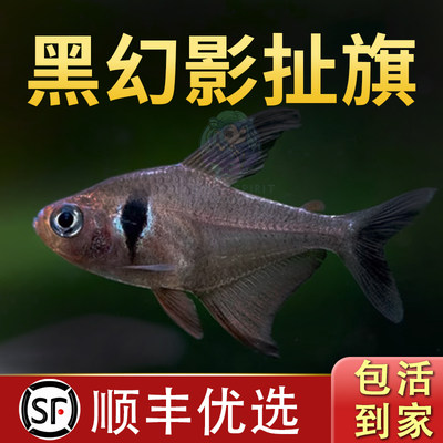 黑幻影旗灯科鱼小型热带鱼